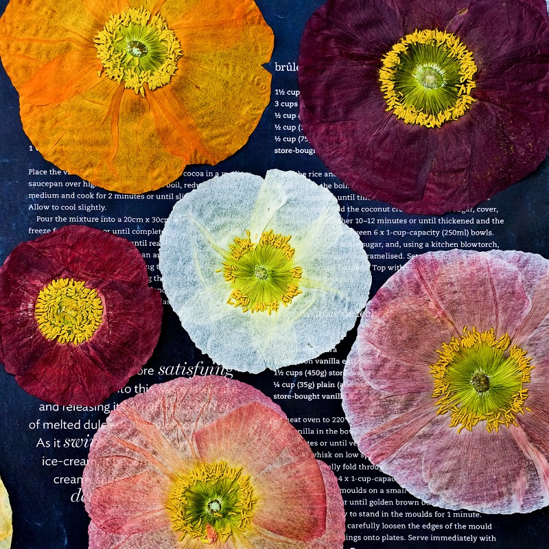Resin Art For Photo Frame - 1 Stück, Natur-Mohnblumen Getrocknete Blumen für