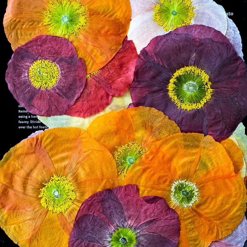 1 Stück, Natur-Mohnblumen Getr – Resin Art For Photo Frame Bewertung und Preis